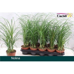 NOLINA