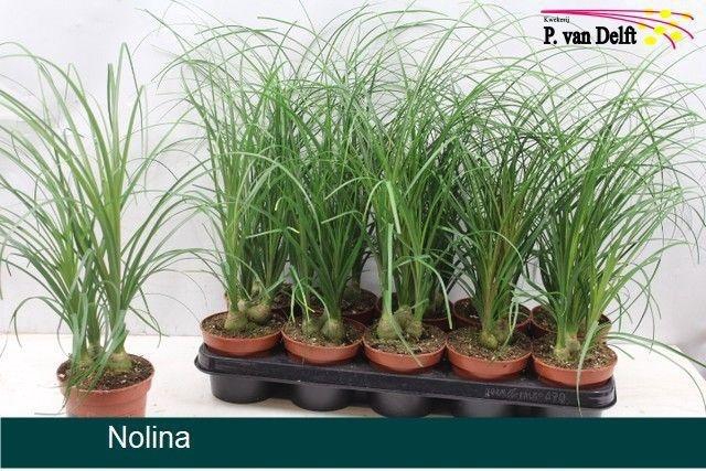 <h4>NOLINA</h4>
