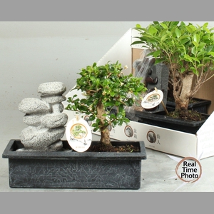 BONSAI GEM