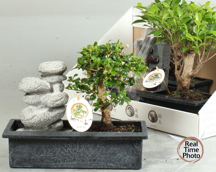 <h4>BONSAI GEM</h4>