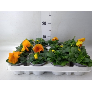 Viola wr. 'Alpha Orange'