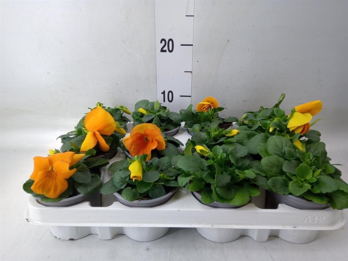 <h4>Viola wr. 'Alpha Orange'</h4>