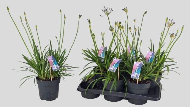 <h4>Agapanthus Brilliant Blue</h4>