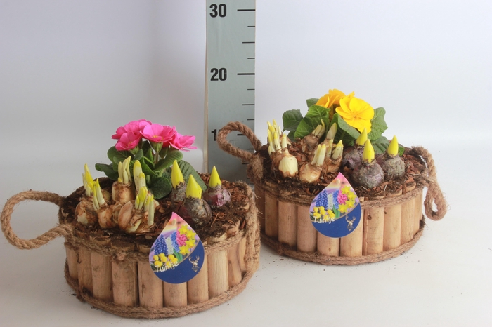 <h4>ARR BOL KNOLGEWAS</h4>