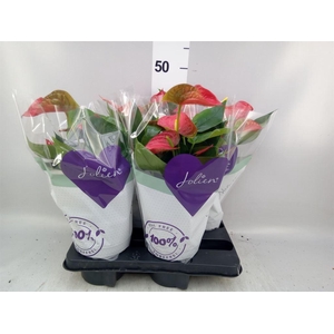 Anthurium andr. 'Bambino Red'