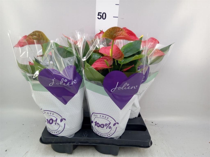 <h4>Anthurium andr. 'Bambino Red'</h4>