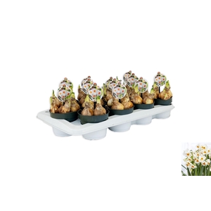 Narcissus taz. 'Geranium'