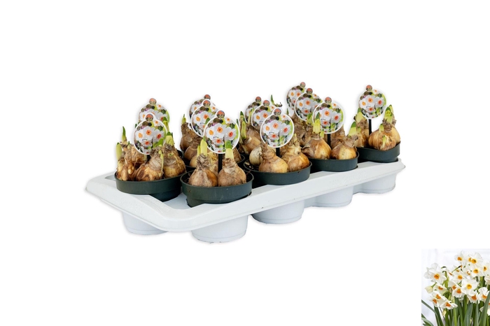 <h4>Narcissus taz. 'Geranium'</h4>