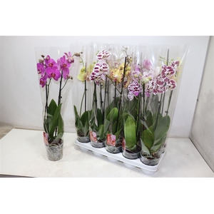 arr8 Phal Gem
