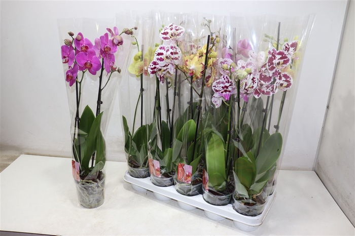 <h4>Phal Gem</h4>