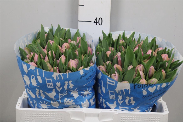 <h4>Tu Du Katinka</h4>