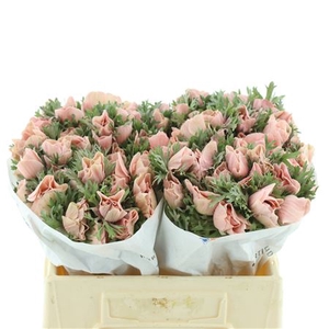 Anemone Powder Apricot