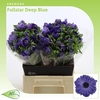 Anemone Fullstar Deep Blue