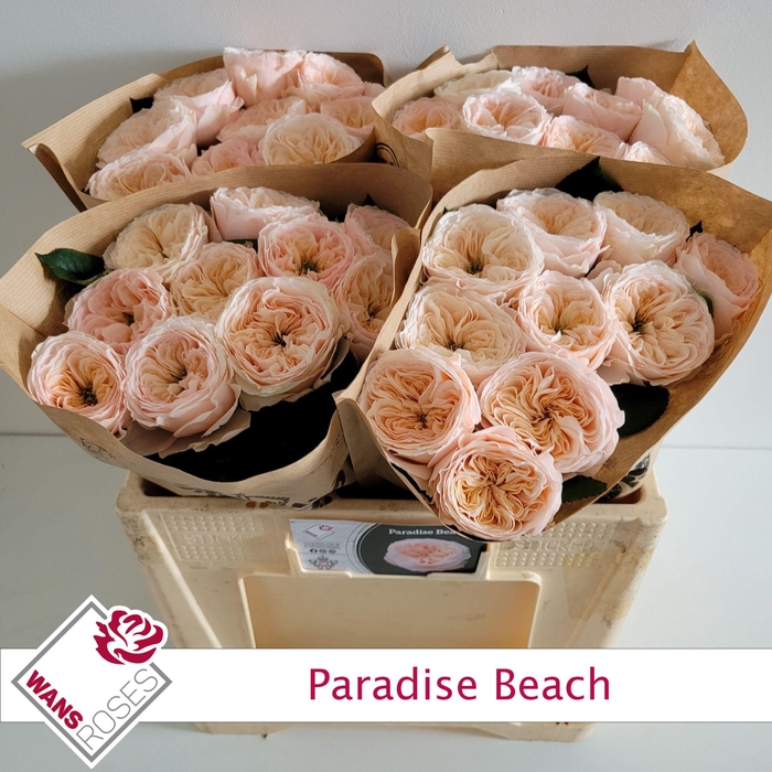 <h4>R KL PARADISE BEACH</h4>