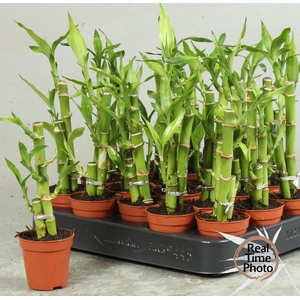 DRA LUCKY BAMBOO