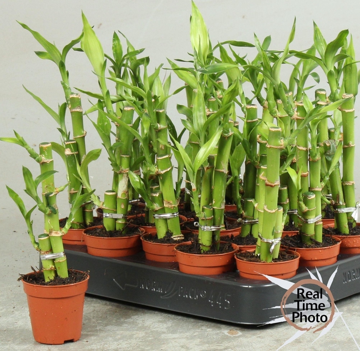 <h4>DRA LUCKY BAMBOO</h4>