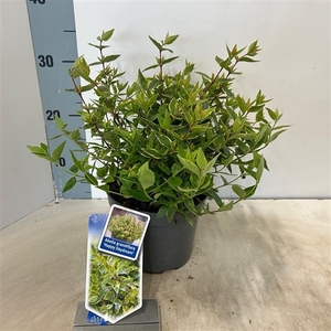 Abelia grandiflora 'Happy Daydream'