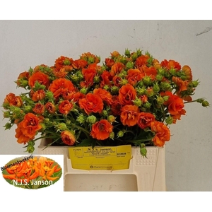 GEUM TROPICAL TEMPEST GEUM TROPIC T