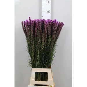 Liatris Callilepis