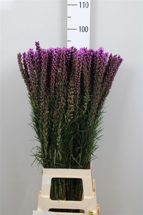 <h4>Liatris Callilepis</h4>