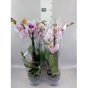 Phalaenopsis 'Hot Lip'