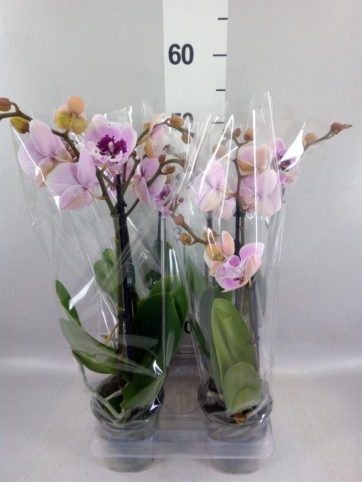<h4>Phalaenopsis 'Hot Lip'</h4>