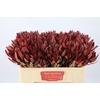 Leucadendron Jester