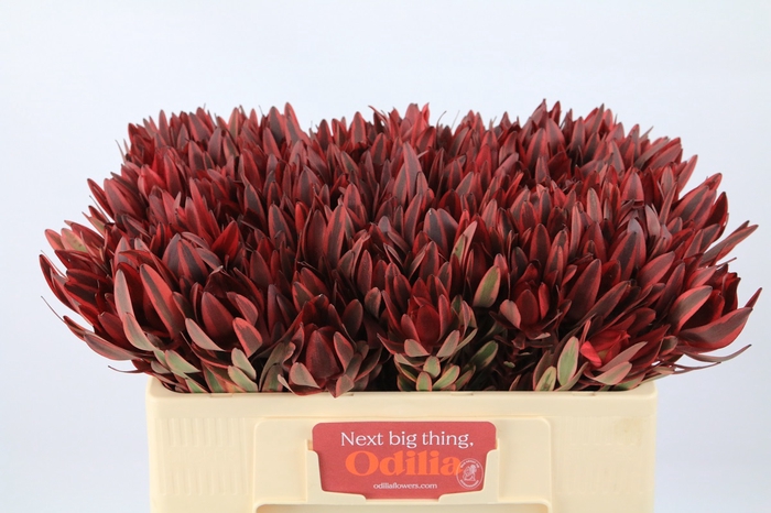 Leucadendron Jester