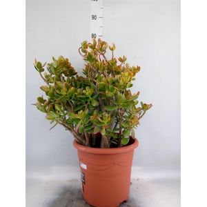 Crassula ovata 'Sunset'