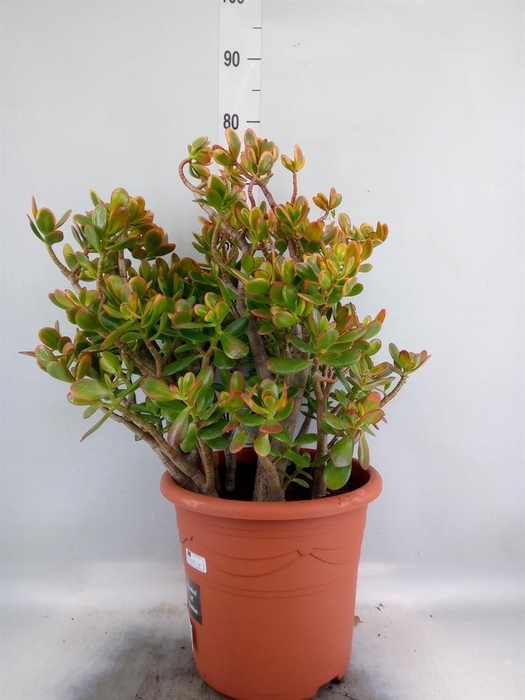<h4>Crassula ovata 'Sunset'</h4>