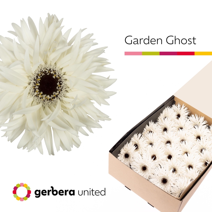 Gerbera Spider Garden Ghost Doos