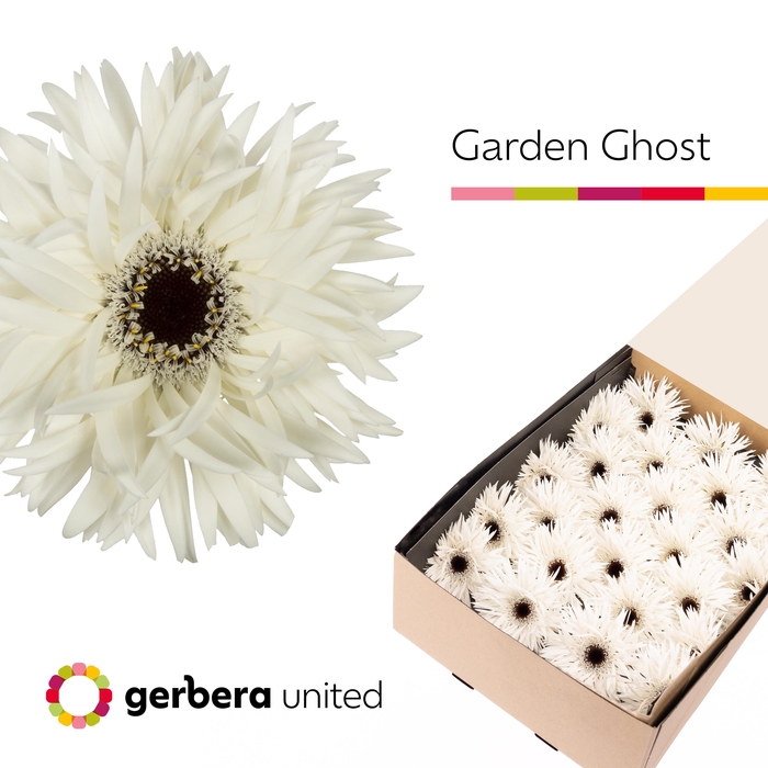 Ge Gr Gerspider Garden Ghost