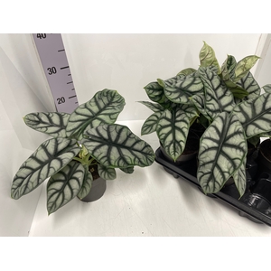Alocasia Silver Dragon 14Ø 30cm