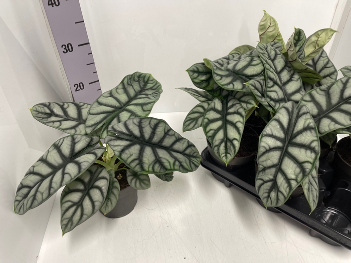 Alocasia Silver Dragon 14Ø 30cm