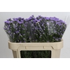 Aster Cassandra