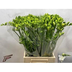 Freesia du Volante