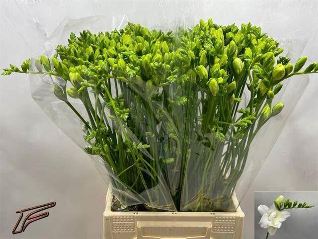 <h4>Freesia du Volante</h4>