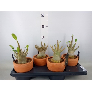 Adenium NB 'Ansu Baobab'