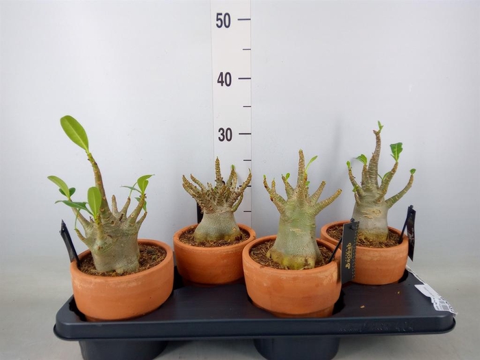 <h4>Adenium NB 'Ansu Baobab'</h4>