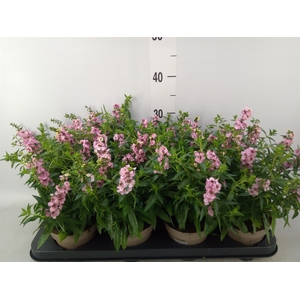 Angelonia  'Serena Lavender'