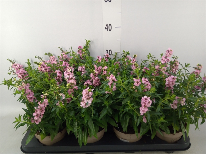 <h4>Angelonia  'Serena Lavender'</h4>