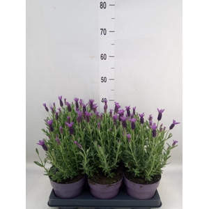 Lavandula stoec. 'Anouk'