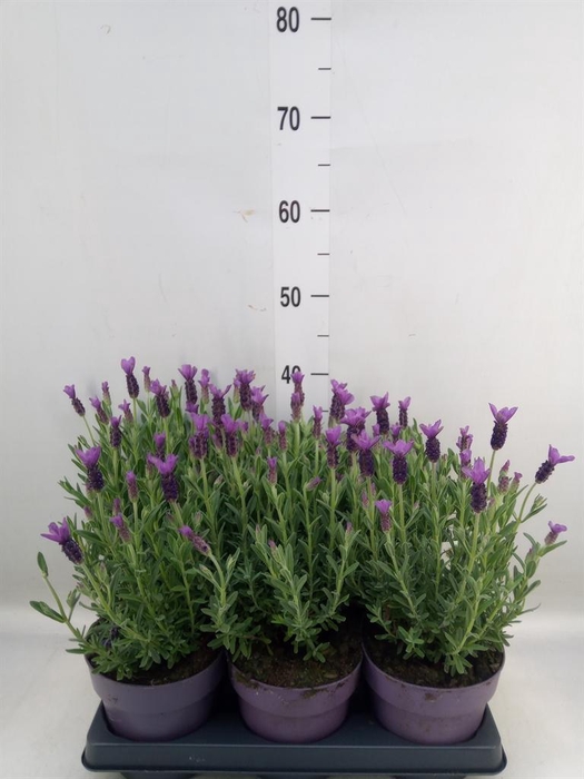 <h4>Lavandula stoec. 'Anouk'</h4>