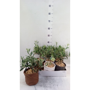 Arr.   Tuinplanten L%