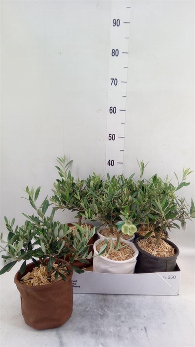 <h4>Arr.   Tuinplanten L%</h4>