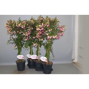FUCHSIA OV