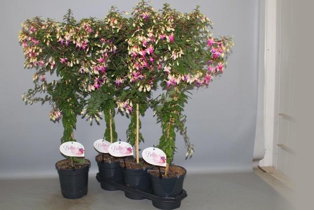 <h4>FUCHSIA OV</h4>