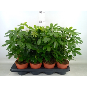 Schefflera arbor. 'Nora'