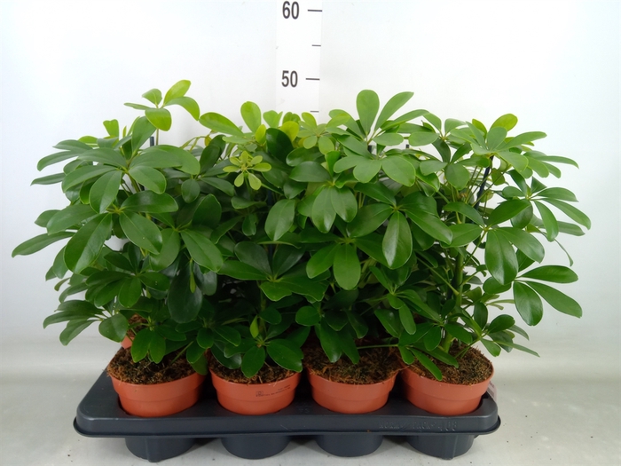 <h4>Schefflera arbor. 'Nora'</h4>