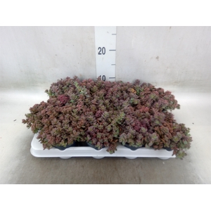 Sedum cyaneum 'Rosenteppich'